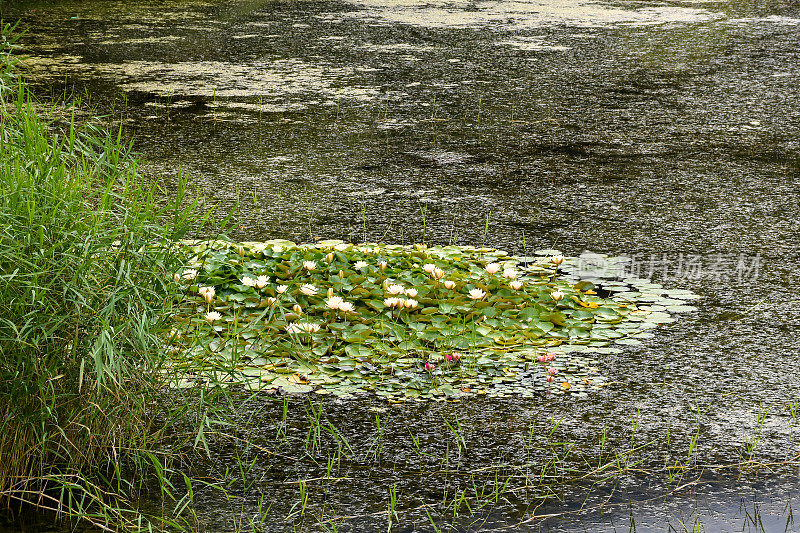 莲花水百合花在水面上