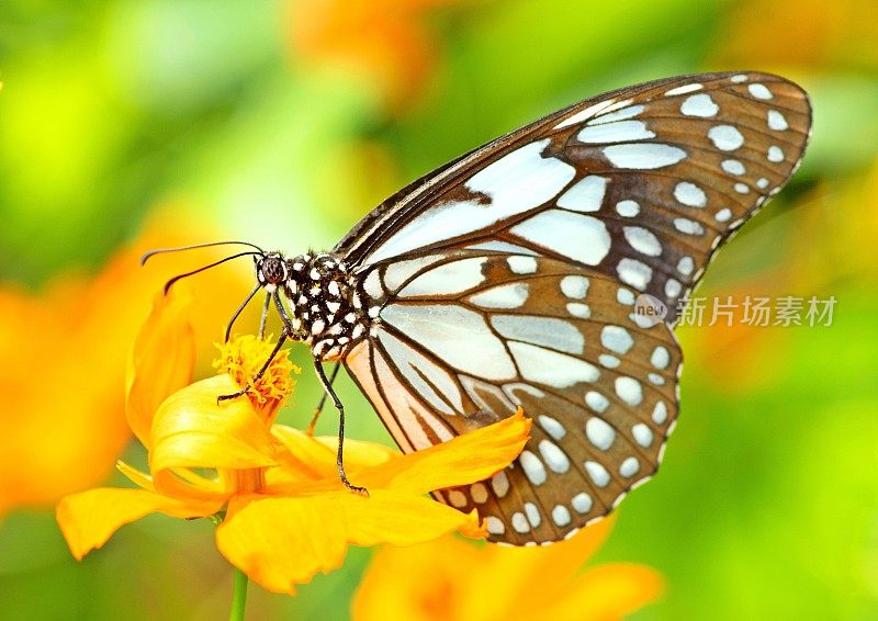 蝴蝶正在喝黄色花朵花粉的汁液。