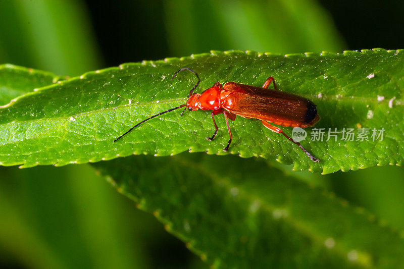 草叶上常见的红兵甲虫。微距镜头，美丽的模糊背景