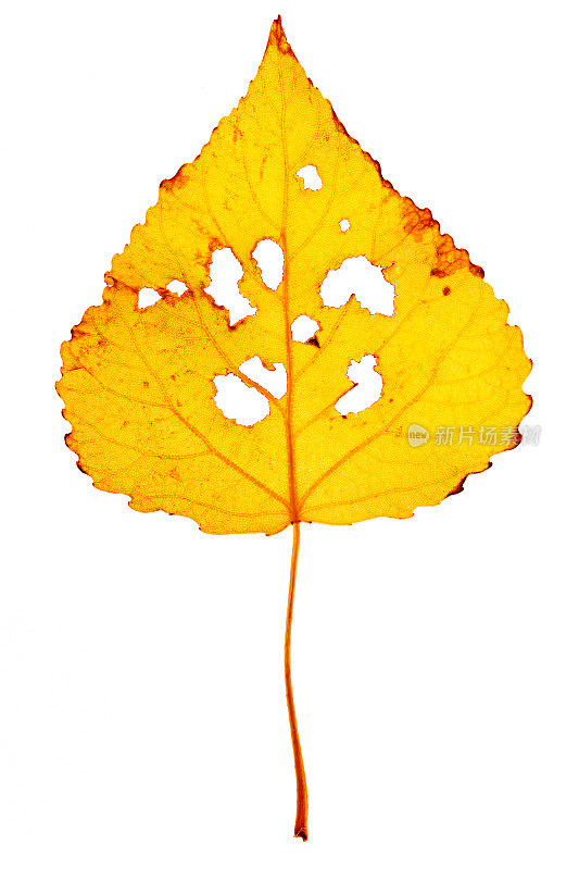 特写秋桦树的叶子，白色背景上有小洞的昆虫。秋叶自然黄橙黄，秋色美叶特写有脉络，自然之美。