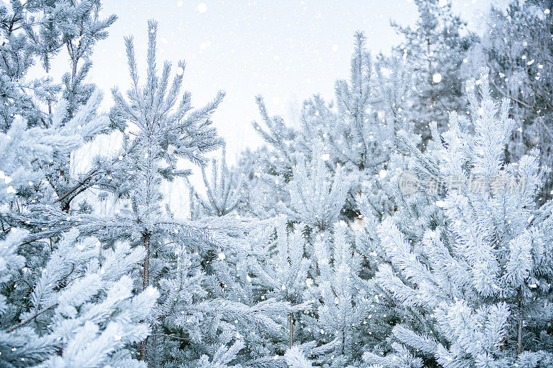 冬天的景象——覆盖着积雪的冰冻松枝。森林里的冬天