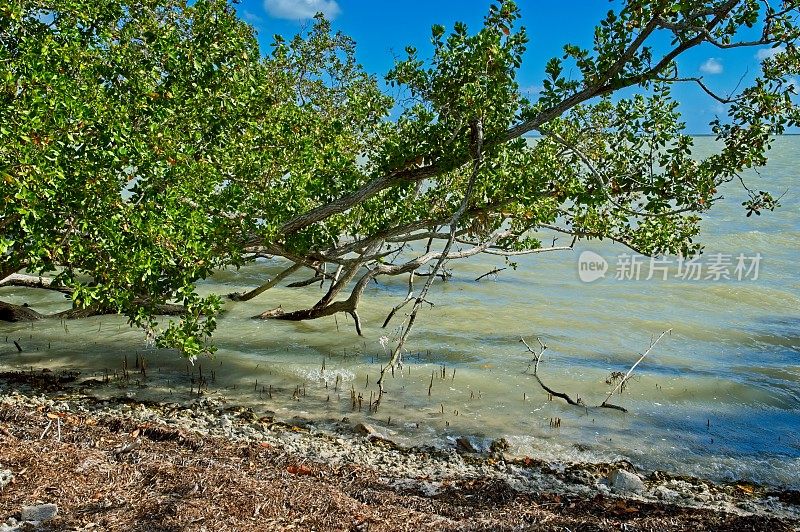佛罗里达湾的半咸水为红树林的生长提供了理想的条件