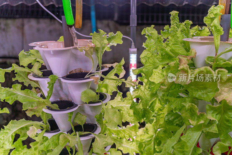 照片中的水培莴苣生长在堆叠的塔级花盆和一排排的LED生长灯在一个家庭风格的水培花园