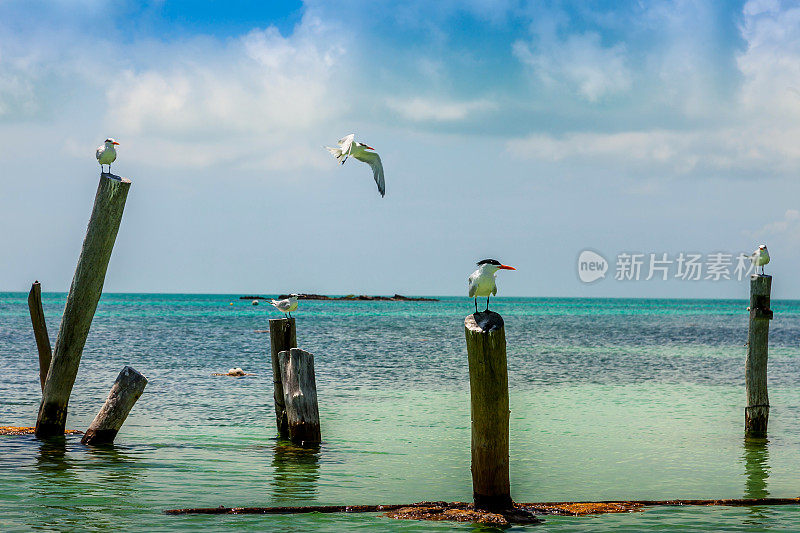 墨西哥加勒比海中心孔托伊岛的一些水鸟的场景