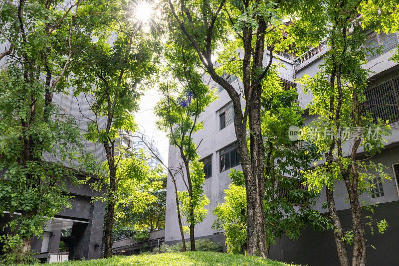 曼谷城市阳光透过绿色植物，城市可持续发展理念