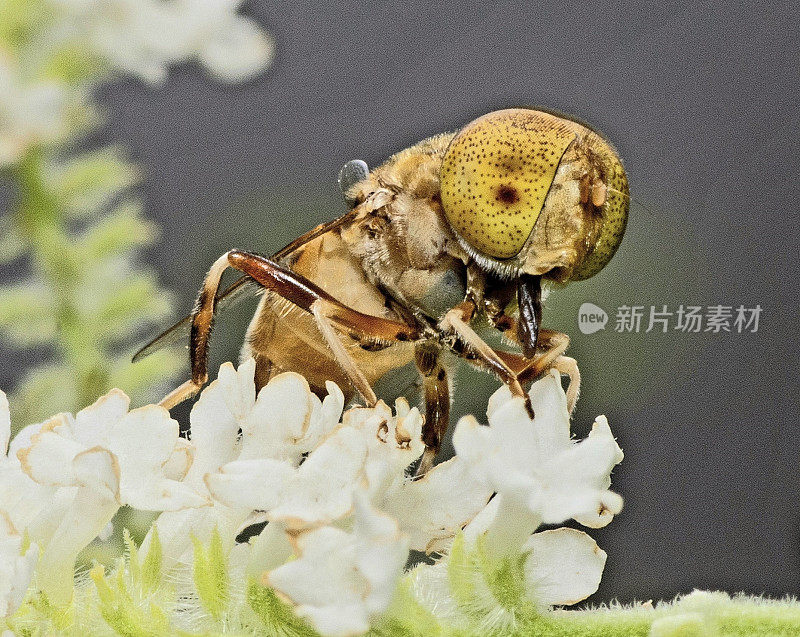 封闭苍蝇昆虫动物行为。