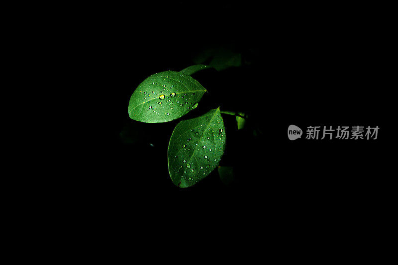 下雨的树叶