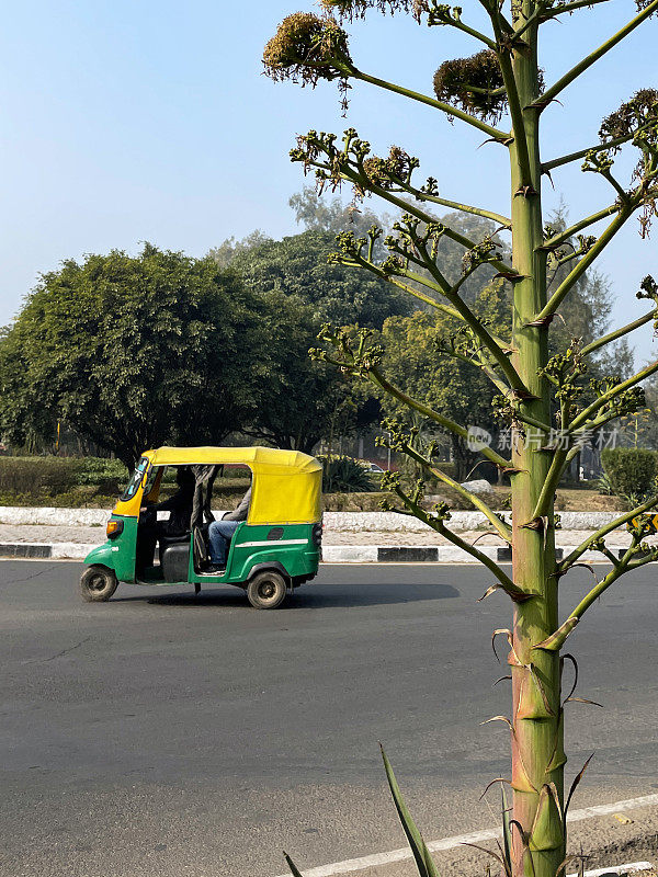 黄色和绿色的机动人力车，突突出租车车辆，载着乘客行驶在道路上，前景是美国龙舌兰，世纪植物，晴天蓝天。