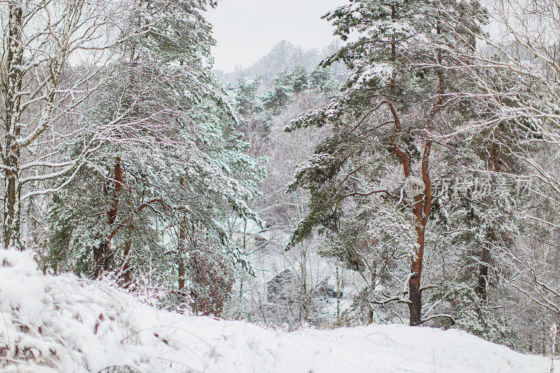 松树。冬季森林。树枝上的雪。自然背景。寒冷的天气。气候。毛皮的树。暴雪