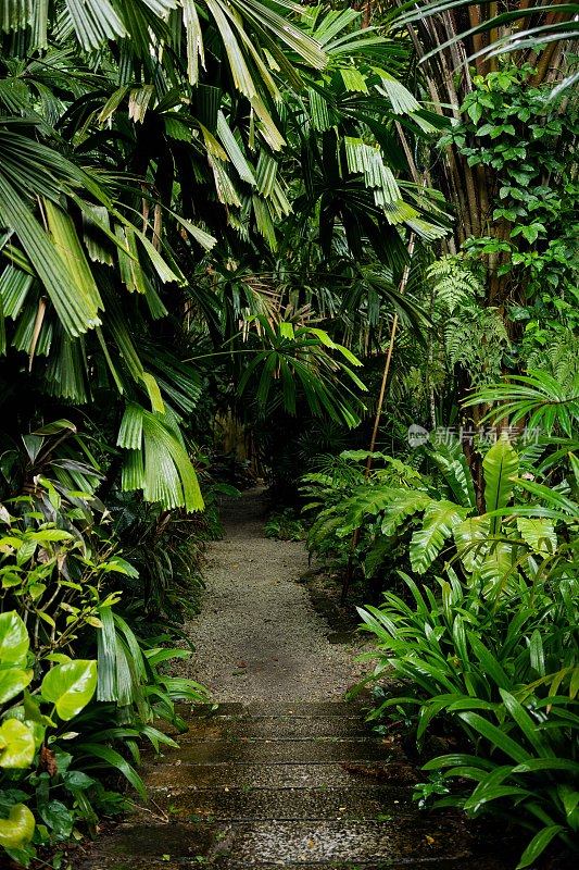 郁郁葱葱的绿色植物在热带丛林森林马来西亚槟城岛