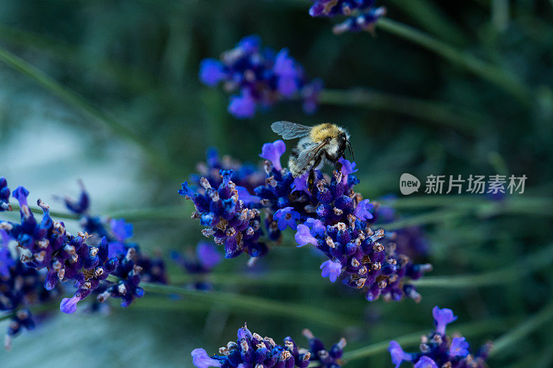 蜜蜂在薰衣草花上