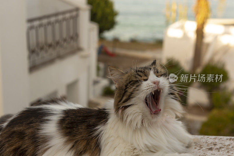 猫在阳台打哈欠靠近博德鲁姆穆格拉土耳其