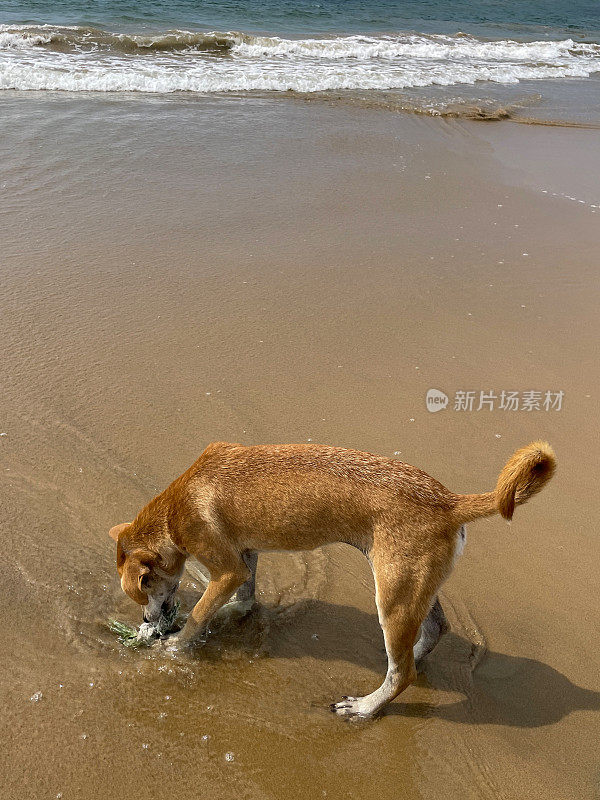 印度野狗在退潮时站在海边的水边，杂种狗在塑料袋里觅食，重点在前景