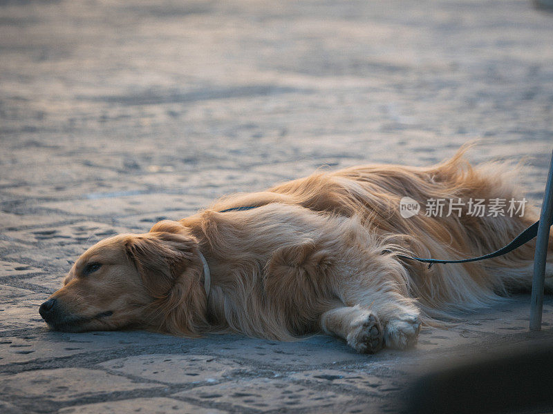 金毛猎犬躺下