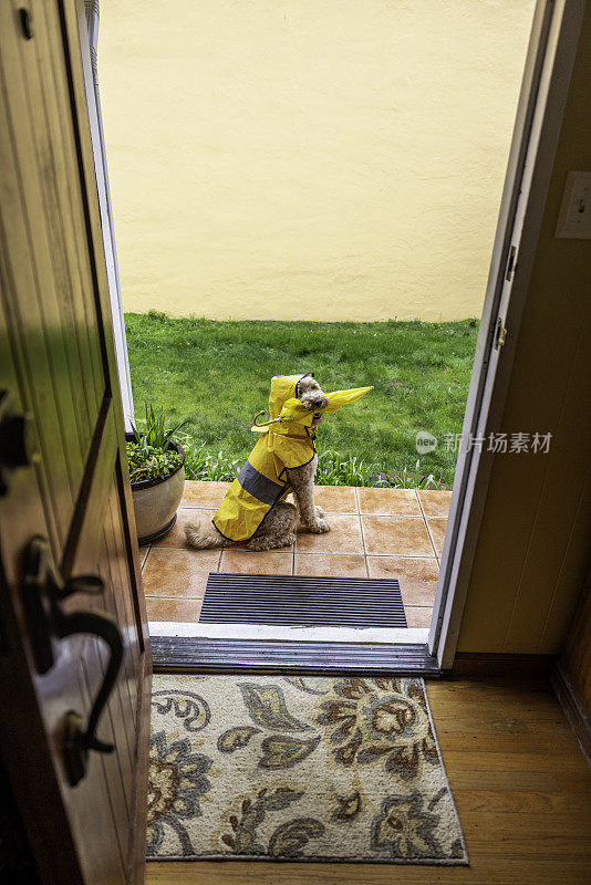 雨天金毛犬散步