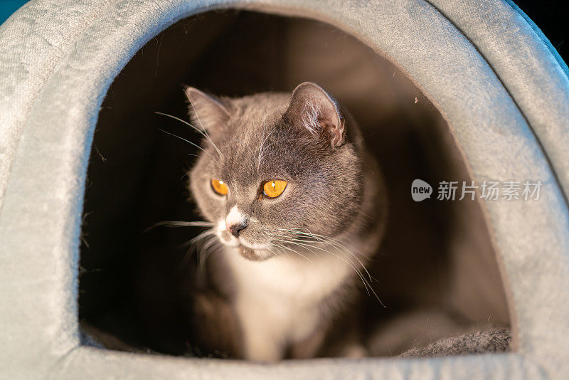 英国短毛猫在它的巢工作室拍摄