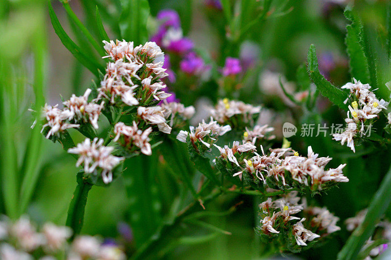 柠檬花:密集的纸状簇，漏斗状花