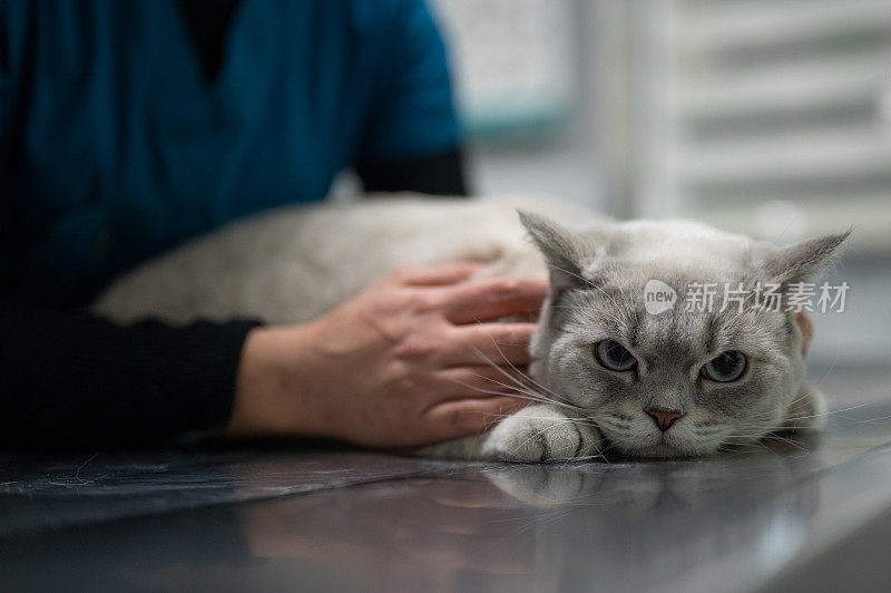 兽医正在检查一只灰猫