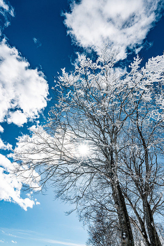 在阳光灿烂的冬日里，白雪覆盖的森林