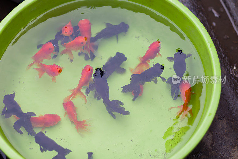 五颜六色的金鱼被养在塑料容器里，在宠物商店或市场出售。黑色和橙色的金鱼游来游去。从俯视图拍摄的照片。