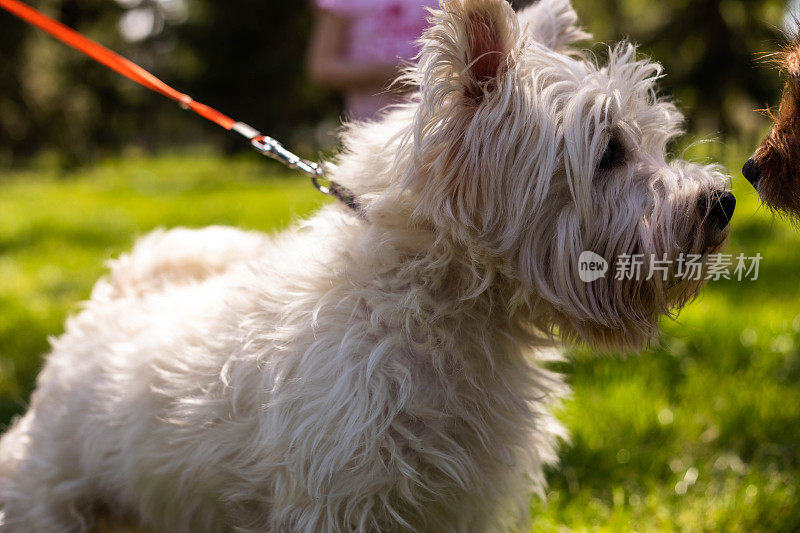 西高地梗犬遇到了一个朋友。