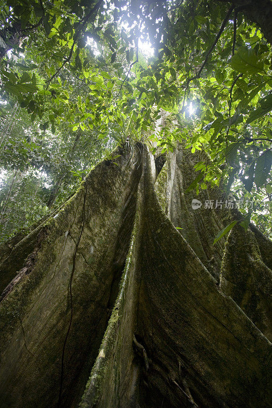 厄瓜多尔亚马逊河上游雨林中的树木