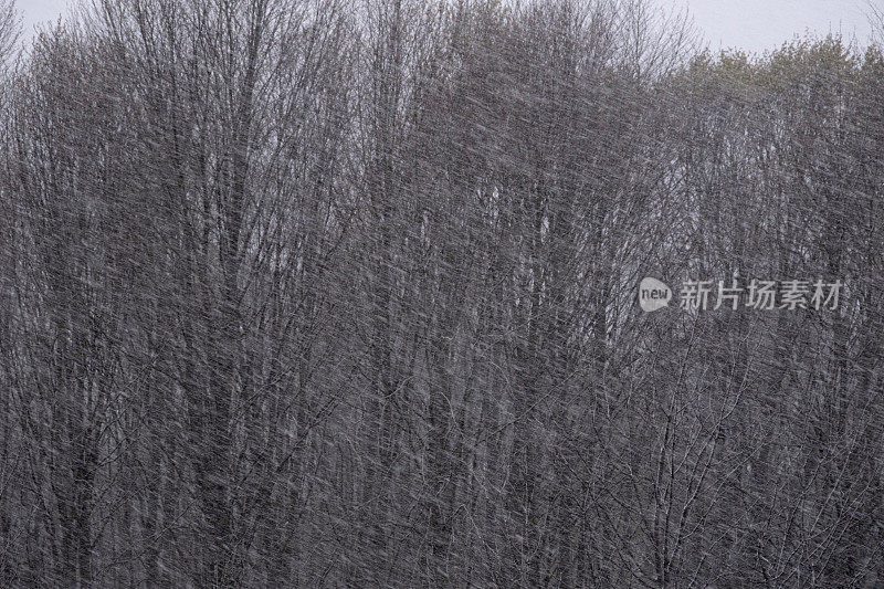 森林景观降雪图像。