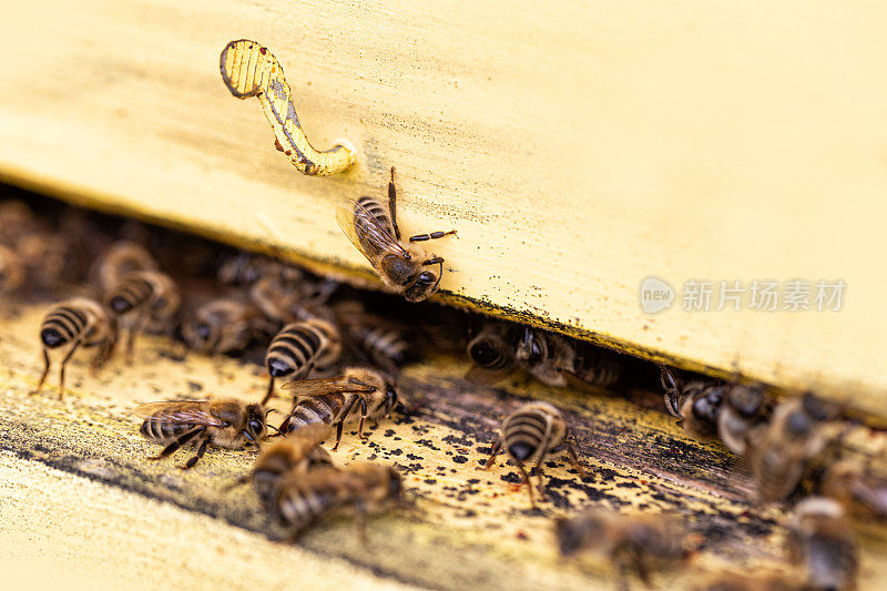 蜜蜂在蜂房入口处聚集