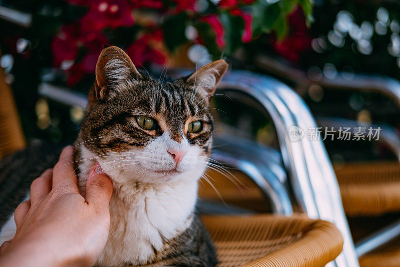 虎斑猫坐在露台上的椅子上