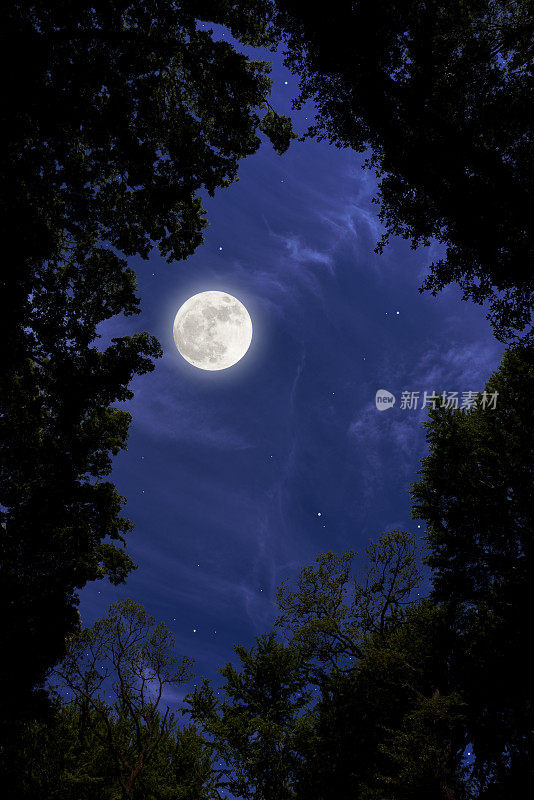 透过天然的树框仰望一轮满月