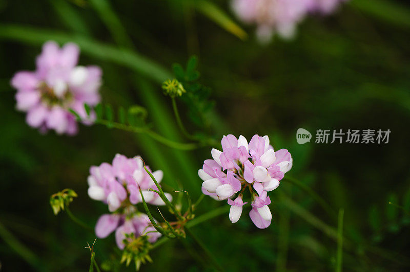 紫花花园背景