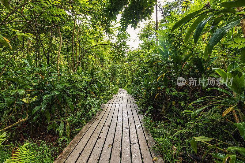 穿过茂密的树叶和热带雨林的木制小径