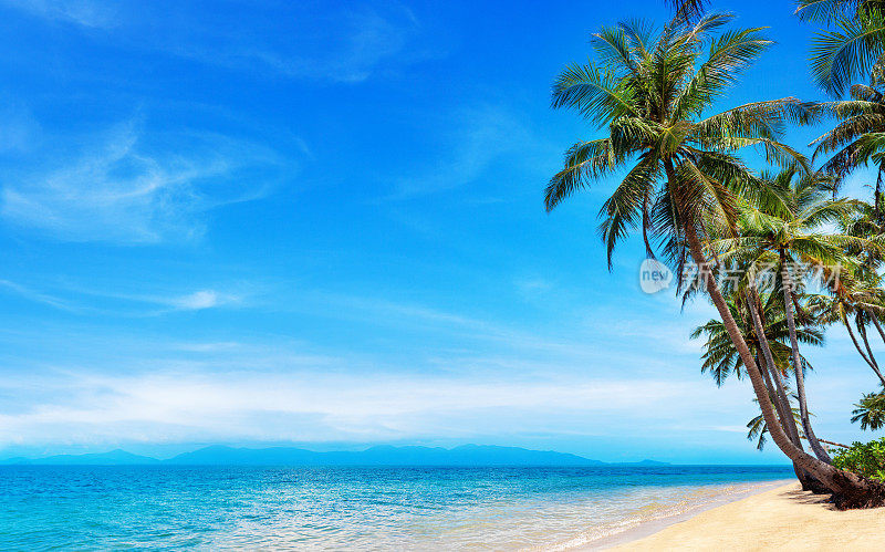 热带岛屿天堂的海边沙滩，美丽的自然景观，椰树的树叶，绿松石的海水，太阳蓝天白云，沙滩，加勒比海，马尔代夫，泰国的暑假，度假
