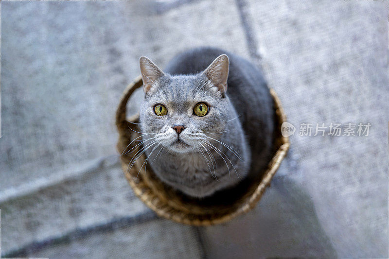 漂亮的猫在篮子里抬头看