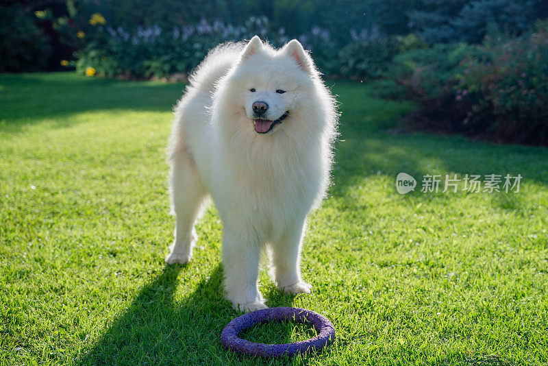 可爱的白色萨摩耶犬和狗的玩具在草坪上