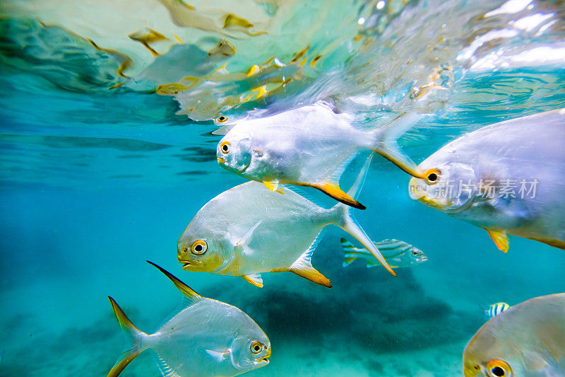 一群银鱼在清澈的蓝色海水中游泳的水下照片，Hikkaduwa。