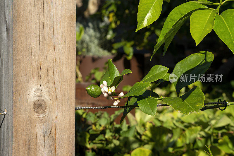 在香草和蔬菜园里，铁丝棚架上的柠檬树未成熟的果实和花朵