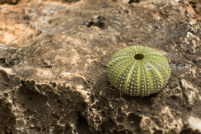 岩石上的海胆壳