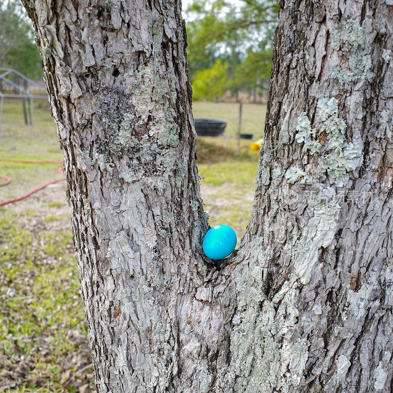 彩色的复活节彩蛋藏起来等着被发现。
