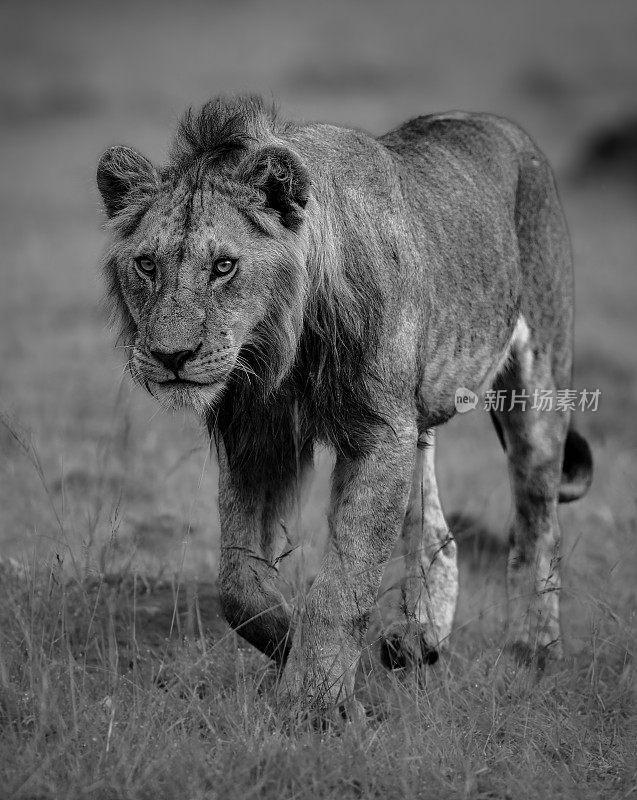 雄伟的非洲狮大步穿过热带稀树草原的灰度图。