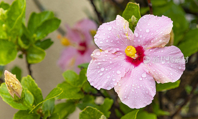 粉红色的芙蓉花，特内里费岛——雨下