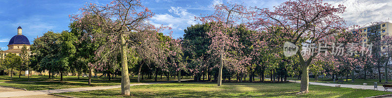西班牙瓦伦西亚图里亚花园中的丝绵树