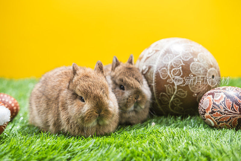两只兔子在草地上拿着复活节彩蛋。