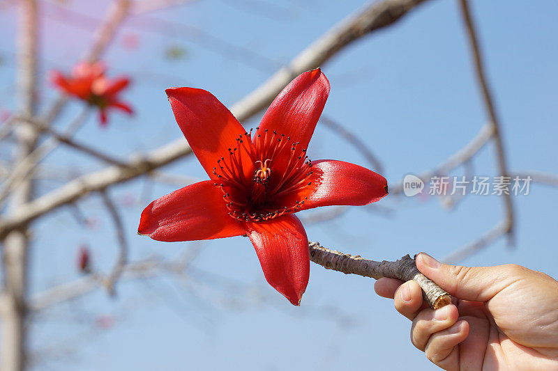 手握着一棵红棉花树的开花树枝。