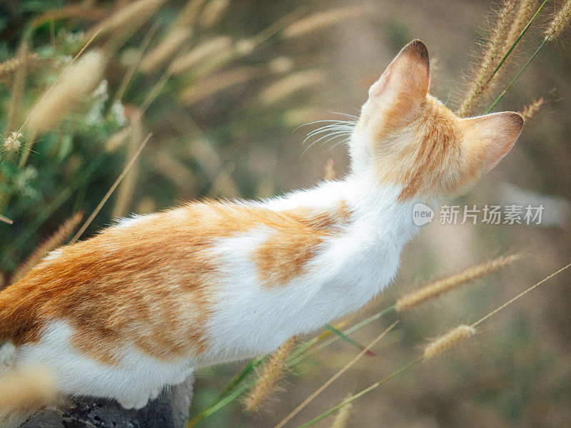 橙色白色虎斑小猫