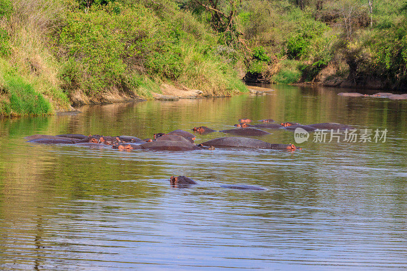 一群河马(两栖河马)在坦桑尼亚塞伦盖蒂国家公园的一条河里。非洲野生动物