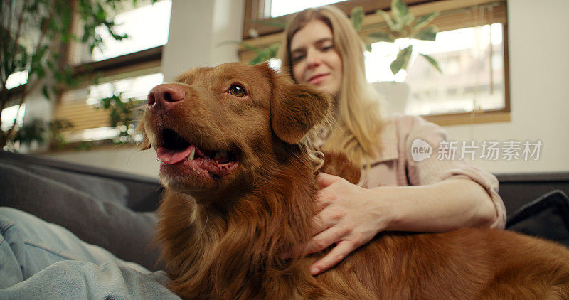 一位女士和心爱的宠物狗新斯科舍省鸭鸣猎犬一起躺在沙发上，愉快地抚摸着它