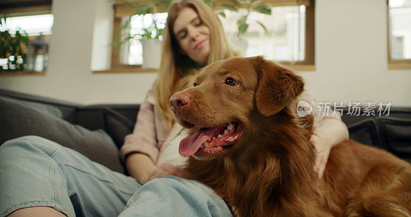 一位女士和心爱的宠物狗新斯科舍省鸭鸣猎犬一起躺在沙发上，愉快地抚摸着它