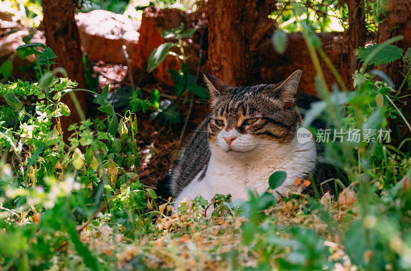 一只美丽的虎斑猫在花园里的草地上休息的特写