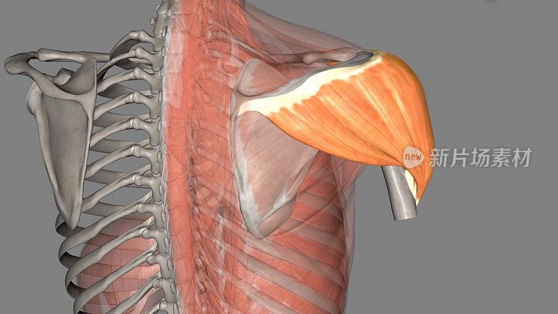 三角肌是一块巨大的三角形肌肉，位于盂肱关节之上